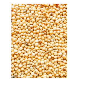 Sorghum