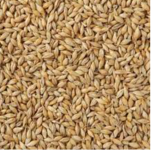 BARLEY