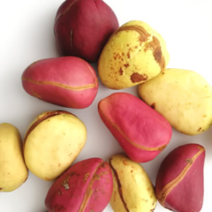 KOLA NUT