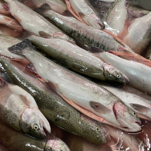 Fresh and Salmon Rainbow Trout Salmon