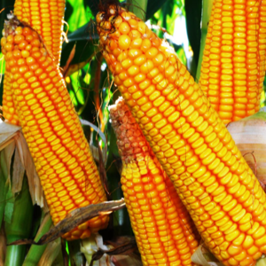 Yellow & White Corn