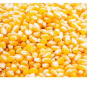 Maize/Corn