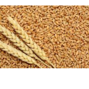 Wheat by Makfash Investments Pvt Ltd