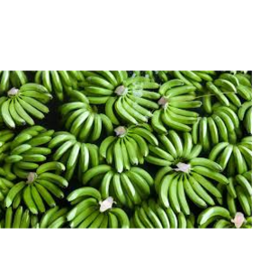 banana by Shaikhg international supplier & exporter