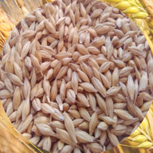 Feed Barley