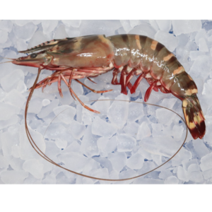 FROZEN SEA TIGER SHRIMP