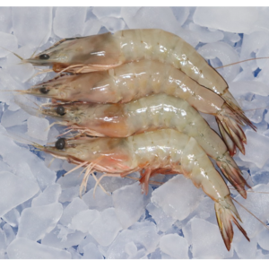 FROZEN HEAD ON SEA WHITE SHRIMP