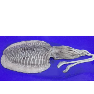 FROZEN CUTTLEFISH