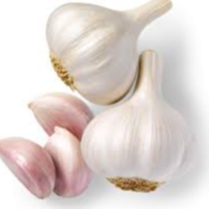 Garlic