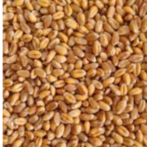 Golden Wheat  seeds