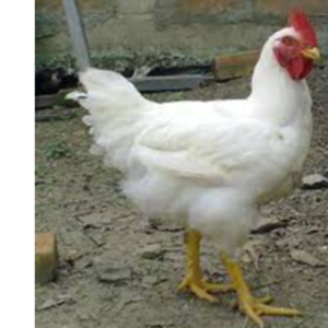 Poultry (chicken) - Image 2