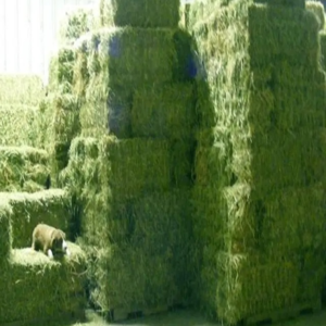 Top Quality Animal Feed Alfafa Hay for Animal Feeding Stuff Alfalfa