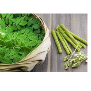 Fresh Moringa and Drumstick