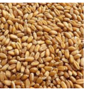 wheat grains, raw wheat, milling wheat, organic wheat