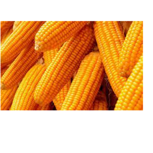 yellow corn,  raw maize ,white maize, maize seeds