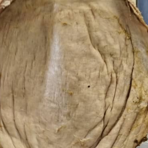 Beef Omasum - Image 4