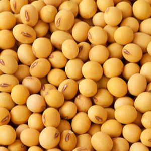 Quality NON -GMO and GMO Soybean