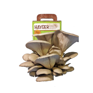 Oyster Mushroom Garden Home Grow Kit GROW YOUR OWN GURUM MUSHROOM in SHORT TIME