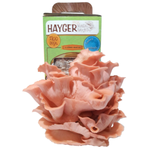 Pink Oyster Mushroom Grow Kit, Beginner Mushroom Grow Kit