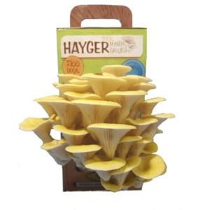Golden Oyster Mushroom - All in One Gourmet Mushroom Growing