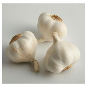 Garlic