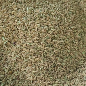 Fennel Seed Powder/whole