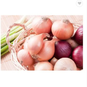 Onion - Image 5
