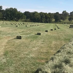 Alfafa Hay for Animal Feeding /alfalfa hay pellets /Timothy Hay in Bales