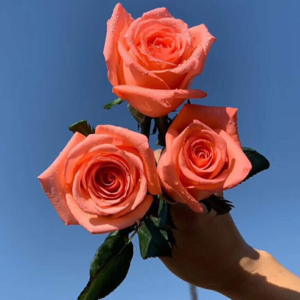 China Flower Supplier Fresh Cut Rose for Garden Wedding - Image 2