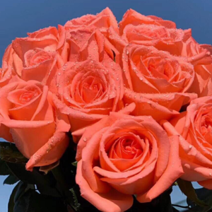 China Flower Supplier Fresh Cut Rose for Garden Wedding - Image 5