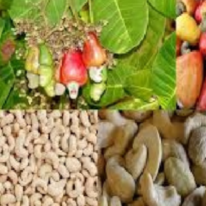 Cashew nust