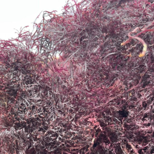 Dry gelidium seaweed