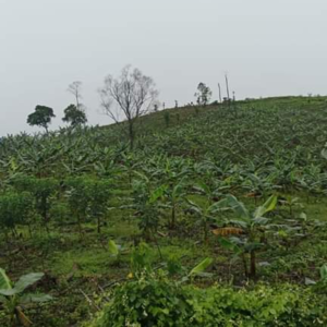 Banana Leaf - Image 6