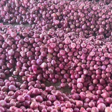 Onion by Root And Realm Exim