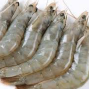 VANNAMEI SHRIMP