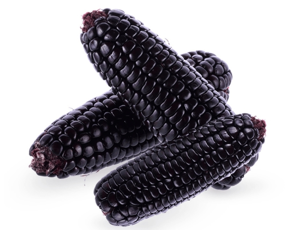 Peruvian Purple Corn (Zea mays L.)