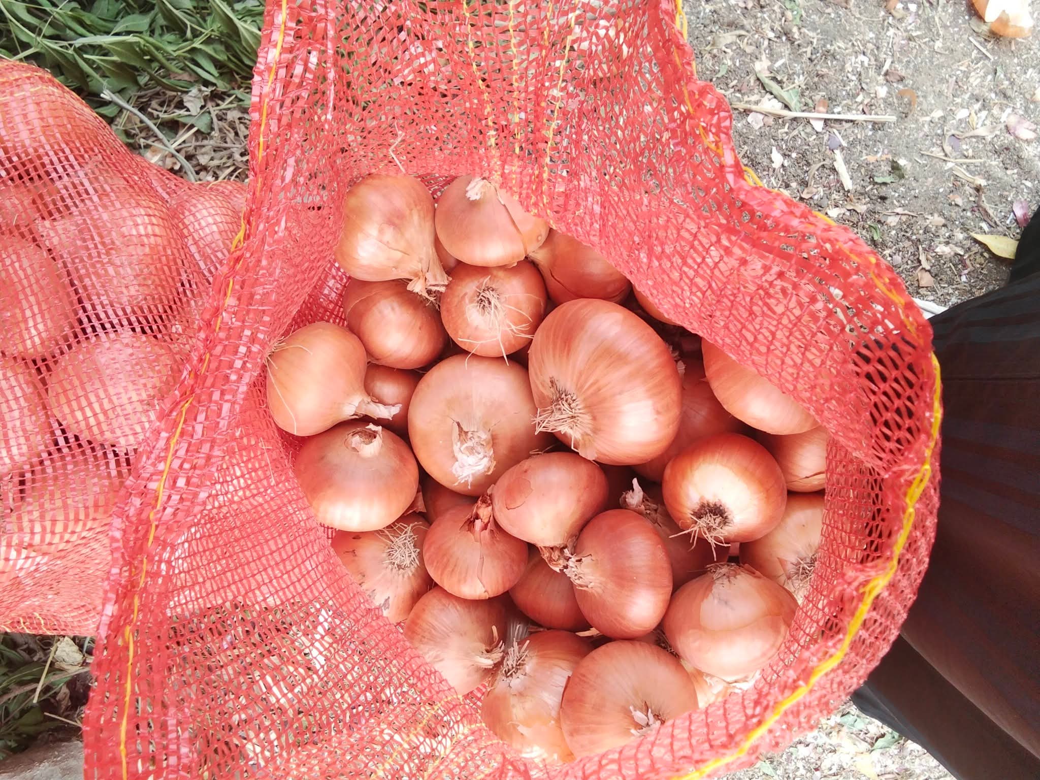 Fresh Red & Yellow Onions - Premium Grade A for Export