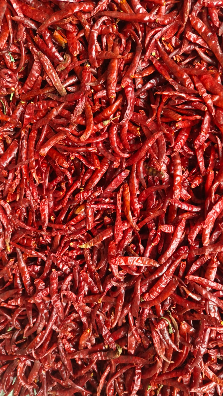 DRY RED CHILLI