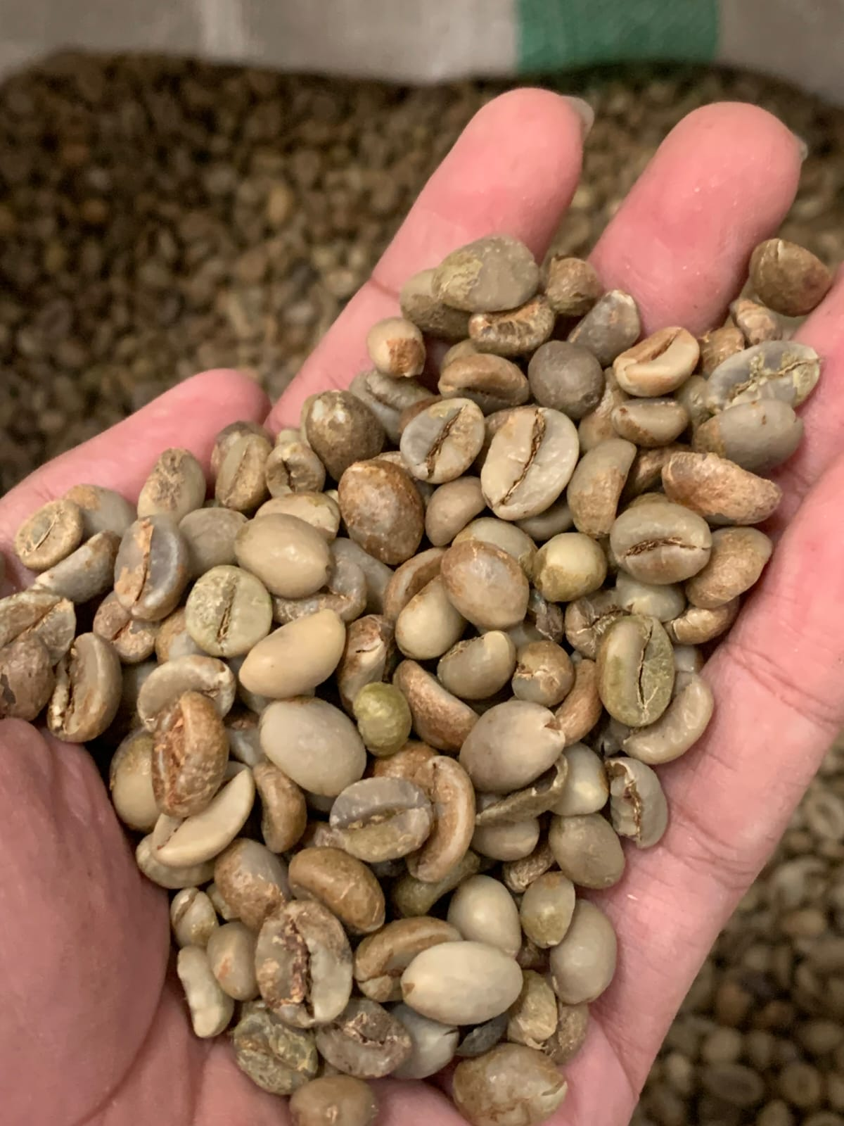 Robusta Green Beans Coffee Grade 1