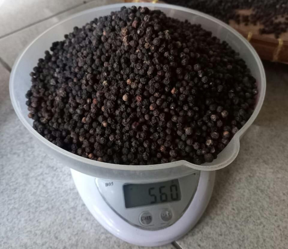 Blackpepper Gl 500-Gl 550