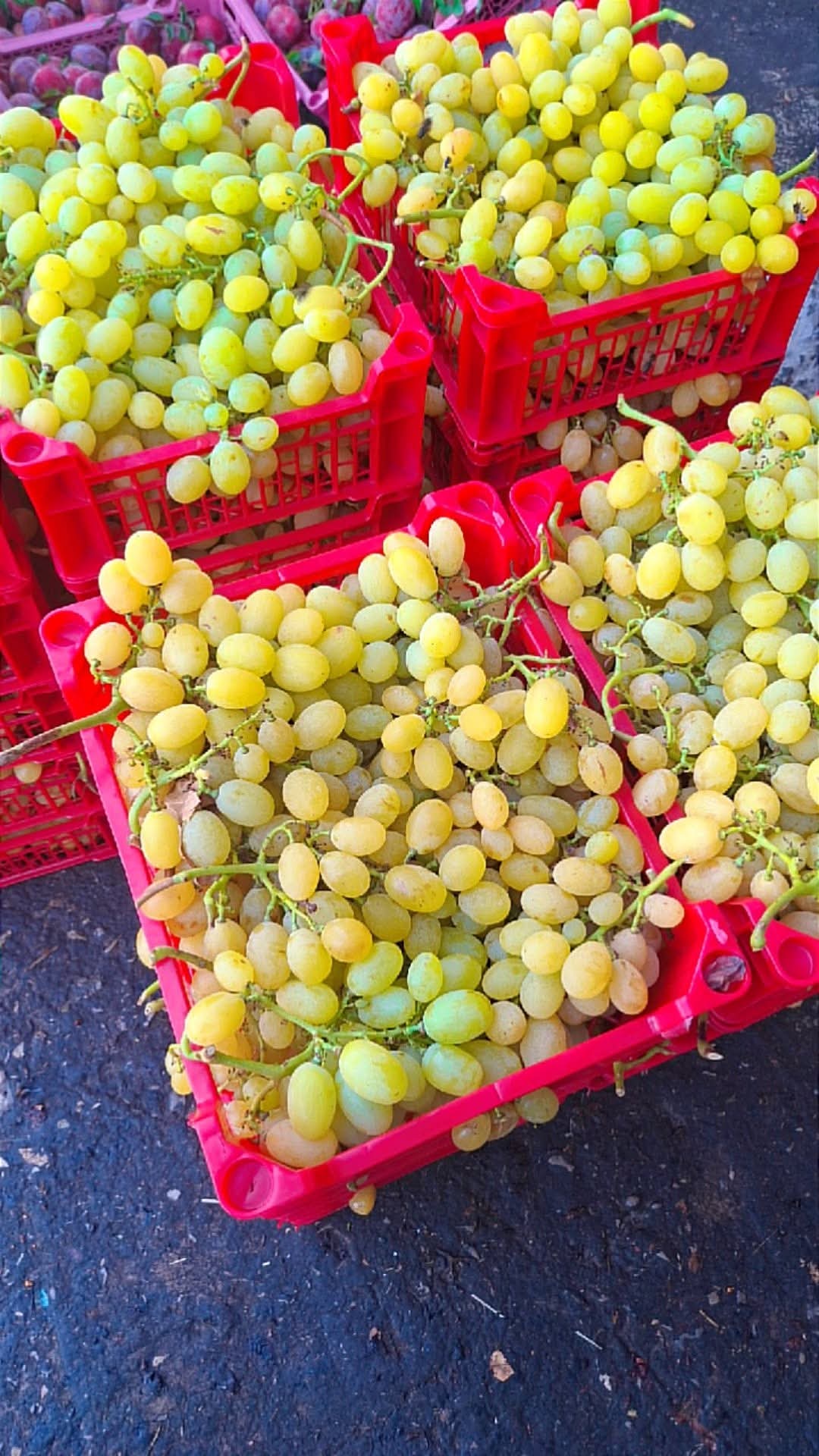 Premium Algerian Fresh Table Grapes – Direct from Origin