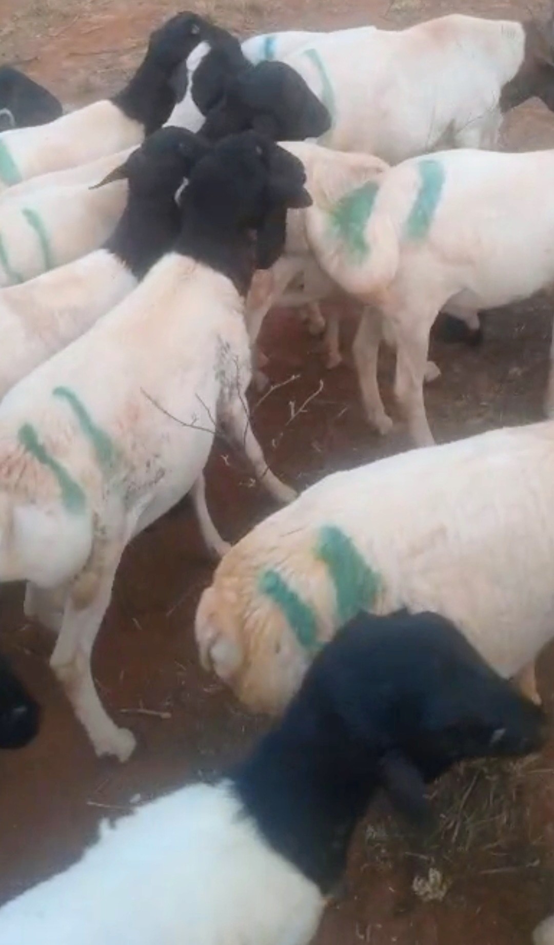 Refede Sheep, Black head sheep, Goat