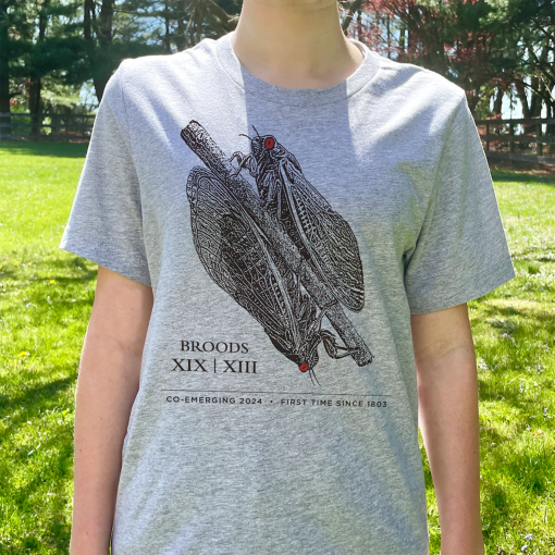 Cicada Shirt, Adult Unisex, Cicada Co-Emergence, Cicada Tshirt, Cicada 2024