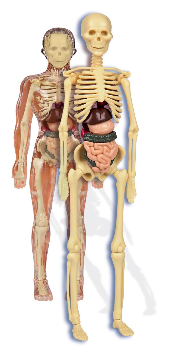 EL  CUERPO HUMANO - Image 3