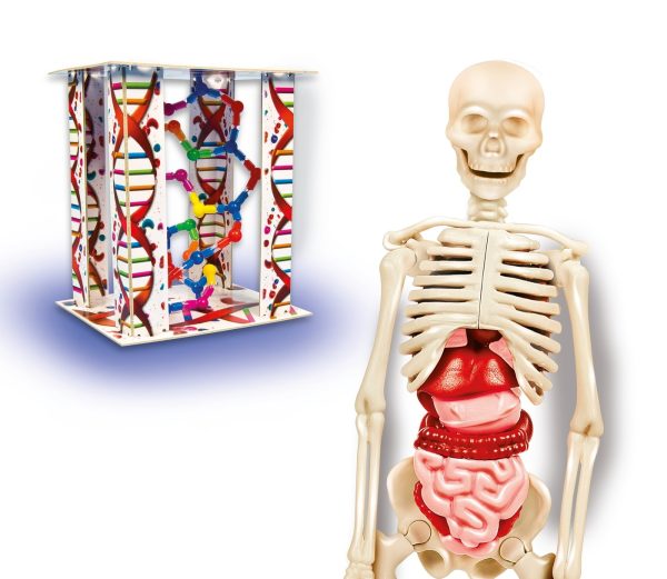 EL  CUERPO HUMANO - Image 4