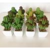 PACK 12 CACTOS ARTIFICIAIS COM VASO DE CERÂMICA - SORTIDOS