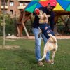 JAQUETA DENIM PARA CÃES XS MARVEL AZUL - Image 7