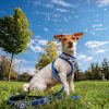 ARNÊS PREMIUM PARA CÃO XS/S STITCH AZUL ESCURO - Image 6