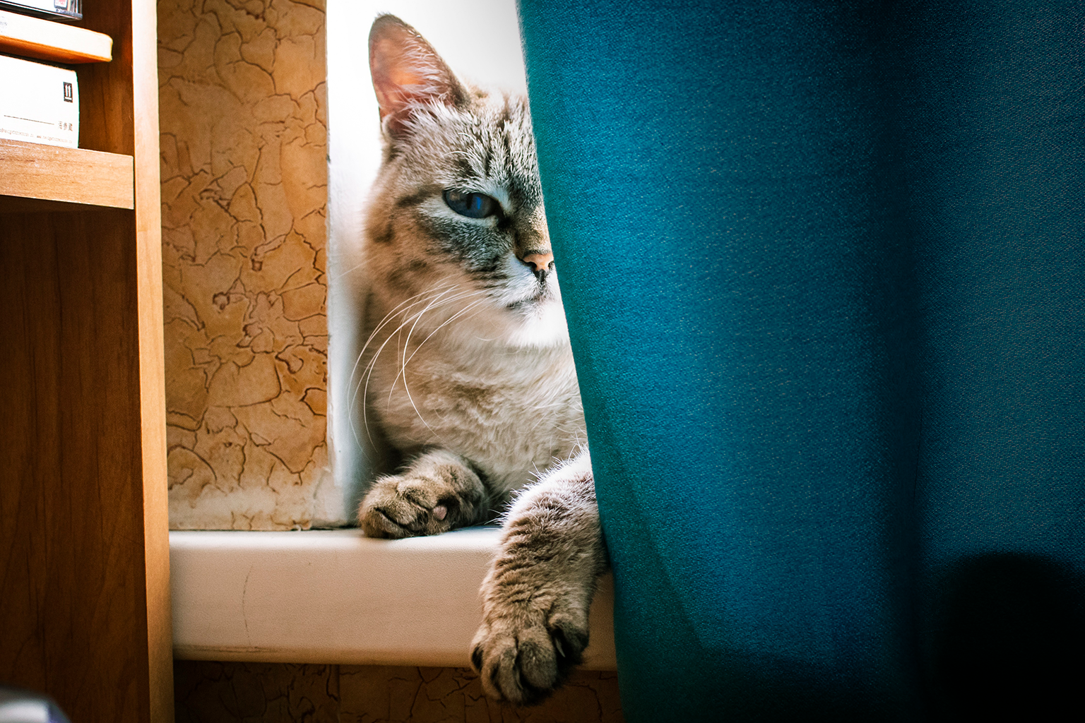 Cómo dejar a tu mascota con alguien o en un hotel sin estrés | Michuchito