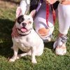 COLLAR PREMIUM PARA PERROS S/M DC PETS BLUE - Image 5